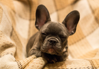 Squinting, French Bulldog puppy lies on a checkered blanket
