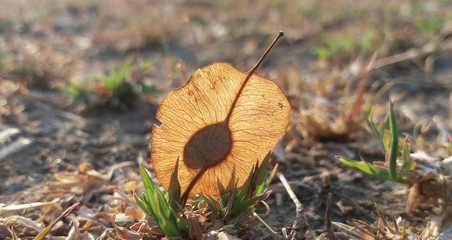 seed