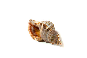 Black Sea seashelll on white background