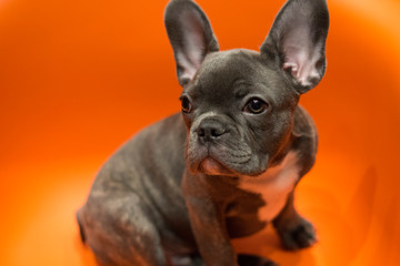 Gray bulldog puppy cleverly looks away, sitting on a bright background
