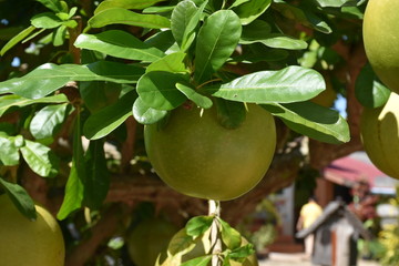 This fruit is not pomelo in the temple of Thailand.