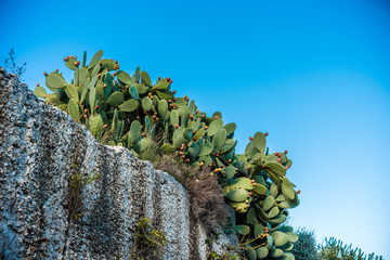 big  cactus