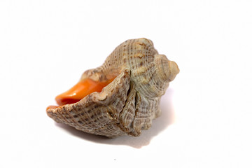 Black Sea rapan conch shell on white background