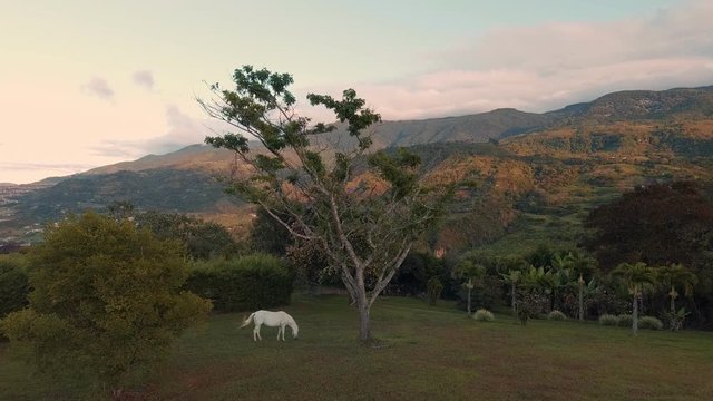 Horse grazing the grass at Bocono mountains, Trujillo State. Venezuela