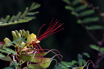 "Bird of paradise" (Caesalpinia gilliesii): exotic ornamental bush of yellow flowers with long red stamens