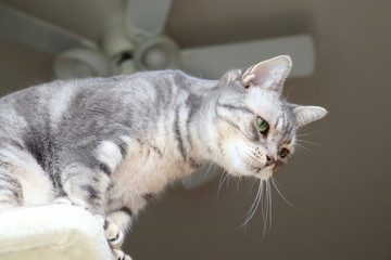 獲物を狙う表情の猫アメリカンショートヘアー