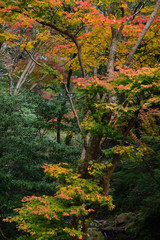 Naklejka premium Dramatic forest in autumn season at Minoo park in Osaka, Japan