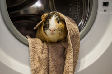 Washing machine in the bathroom with clothes and clothes and funny guinea pig 