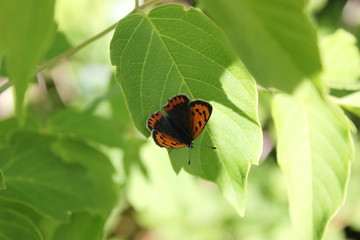 Red-headed spotted butterfly sitting on a leaf of a tree close-up.