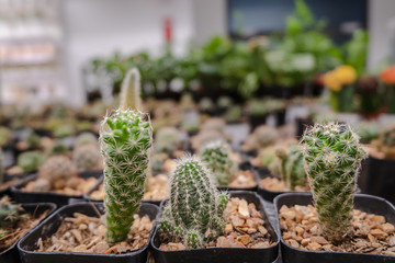 Cute potted baby cactuses in the greenhouse with the warm sunlight. Selective Focus.