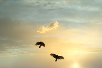 Zwei Vögel mit Sonnenuntergang