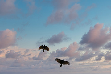 Zwei Vögel mit Sonnenuntergang