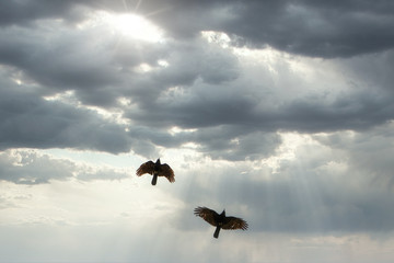 Zwei Vögel mit vielen Wolken und Sonne