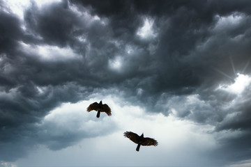 Zwei Vögel mit Gewitterwolken
