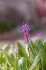 Beautiful purple bromeliad flower or Match Stick plant flower in a garden.(Aechmea gamosepala plant)