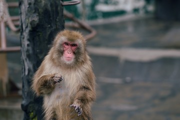 湯の川猿園のサル