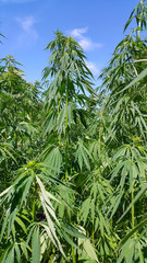Green fresh foliage of cannabis plant (hemp, marijuana)