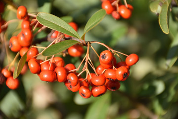 ピラカンサの実