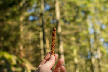 A caucasian man holding an eaten cone in his hand with the forest as a background