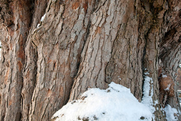 A huge tree with the remains of a snowfall
