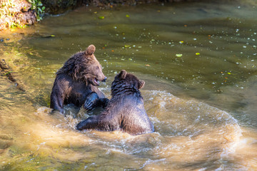 Zwei junge Bären kämpfen spielerisch im Wasser