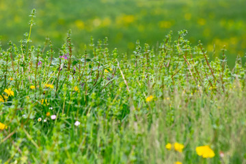 Fototapeta premium dandelions and other weeds among the grass. an overgrown backyard needs clearing. springtime lawn care concept