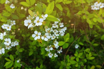 White flower in the city garden