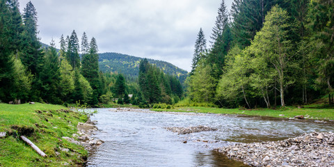 mountain river in the forest. carpathian landscape in springtime. beautiful nature scenery on a...