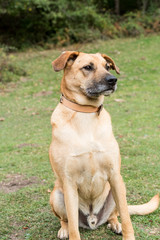 Photo of a dog waiting to throw the ball in the field