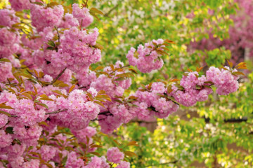 cherry blossom in the garden. splendid springtime nature scenery. close up of blooming twigs of sakura trees. beautiful color combination of pink flowers and green foliage