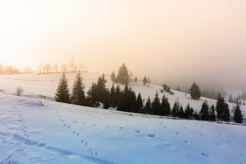 mountainous countryside in fog. glowing winter mist at sunrise. spruce trees on the snow covered meadow. mysterious scenery. bad weather concept