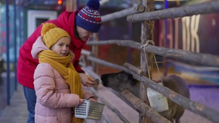 Side view medium shot of little girl and her father standing by wooden railing in contact zoo and feeding black goat and deer with dried grass on winter day