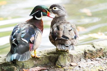 Mother Wood Duck with her son in a city pond