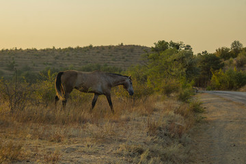 horses in the field