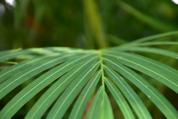 the beauty of green leaves with blurred background