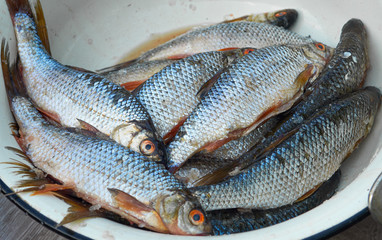 Several silver raw fish catch close up