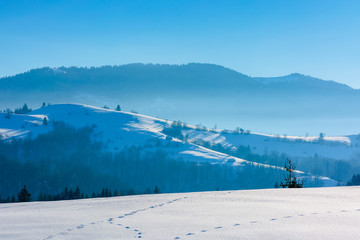 mountainous countryside in wintertime. trees on snow covered hills and meadows. wonderful weather on a bright sunny day in winter. beautiful carpathian rural landscape. cloudless blue sky.
