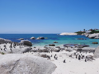 Fototapeta na wymiar Boulder's Beach Simons Town Cap Cape Town