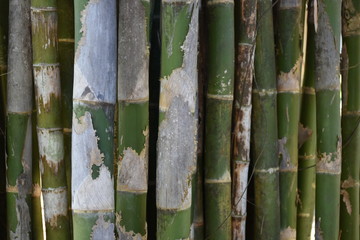 Bamboo fence and bamboo wall in the garden