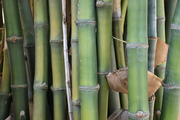 Bamboo fence and bamboo wall in the garden