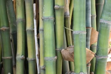 Fototapeta premium Bamboo fence and bamboo wall in the garden