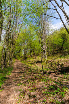 footpath through forest in spring. sunny weather. trees in vivid green leaves. 