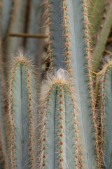 High prickly cactus succulents in a garden. 