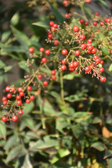 Obraz premium 南天