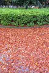 冬の欅の落葉と躑躅の植え込みのある公園風景