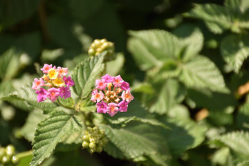 Fototapeta premium ランタナ