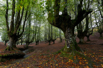 Beech forest full of colorful leaves in the middle of autumn