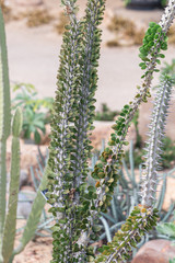 Selective focus Euphorbia trigona or African milk tree.Abyssinian euphorbia is a succulent plant.