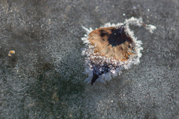 Замерзший лист