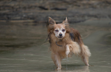 a small brown dog stands in the water